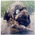 Прикрепленное изображение: Много кошек в коробке.jpg