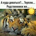 Прикрепленное изображение: Тигр терпит котиков.jpg