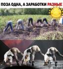 Прикрепленное изображение: Поза одна, заработки разные.jpg