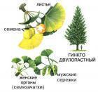 Прикрепленное изображение: gin.jpg