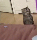 Прикрепленное изображение: кото-1.gif