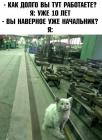 Прикрепленное изображение: Котик работает 10 лет.jpg