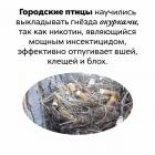 Прикрепленное изображение: Гнезда из окурков.jpg