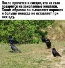 Прикрепленное изображение: Ворон 3.jpg