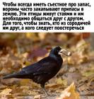 Прикрепленное изображение: Ворон 1.jpg