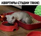 Прикрепленное изображение: Котик и квартира-студия.jpg