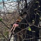 Прикрепленное изображение: Петербургская белка.jpg