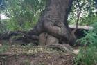 Прикрепленное изображение: tree_sex_nature_coquine_des_racines_d_arbres_en_train_de_faire_l_amour.jpg