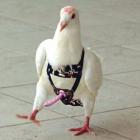 Прикрепленное изображение: image.jpeg