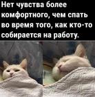 Прикрепленное изображение: Котику не надо на работу.jpg