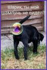 Прикрепленное изображение: Шарик не видел шампунь.jpg