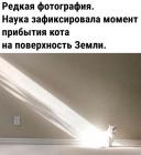 Прикрепленное изображение: Прибытие кота.jpg