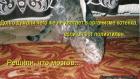 Прикрепленное изображение: Котенок ест полиэтилен.jpg