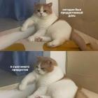 Прикрепленное изображение: Продуктивный день.jpg